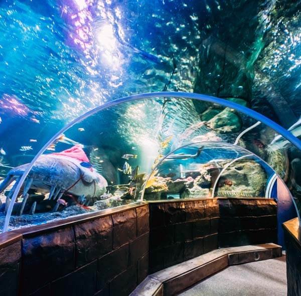 dubai mall aquarium tours