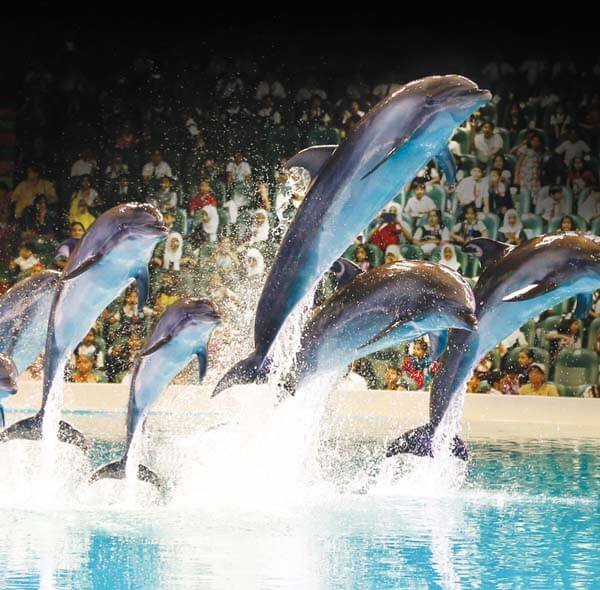 Dolphin Photo Fun Dubai