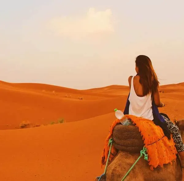 camel desert safari dubai