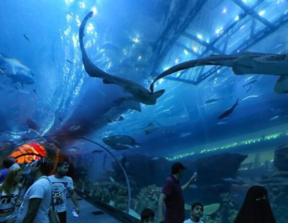 Dubai Aquarium & Underwater Zoo – Penguin Cove Tickets