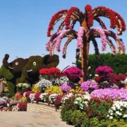 Dubai Miracle Garden Ticket