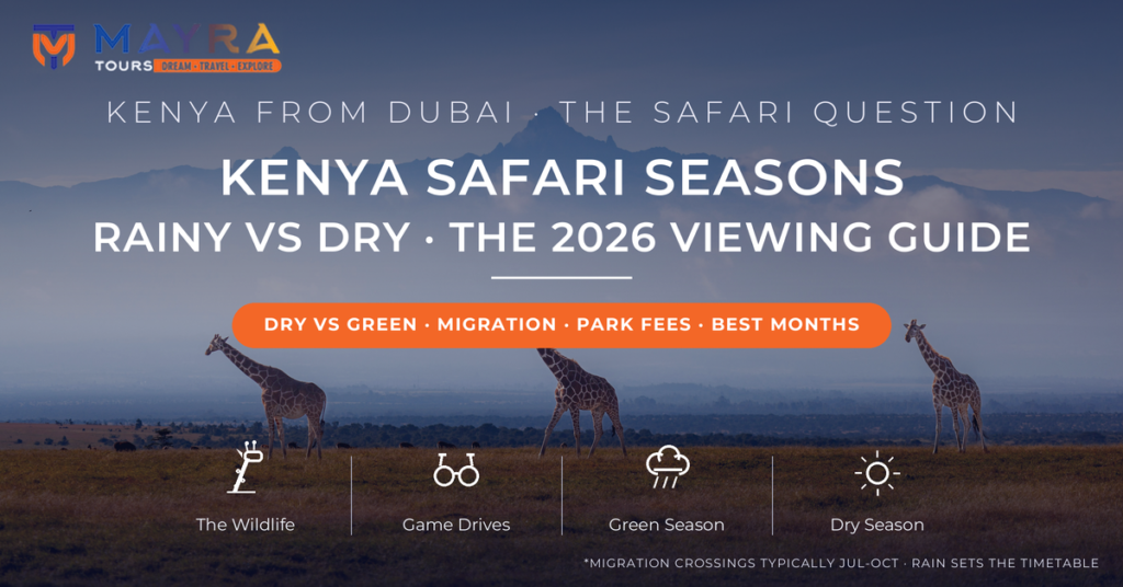 Three reticulated giraffes on golden savannah with Mount Kenya rising behind morning mist - Kenya safari seasons 2026 rainy vs dry season game viewing guide from Dubai by Mayra Tours