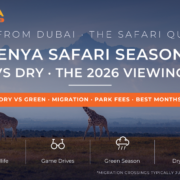 Three reticulated giraffes on golden savannah with Mount Kenya rising behind morning mist - Kenya safari seasons 2026 rainy vs dry season game viewing guide from Dubai by Mayra Tours