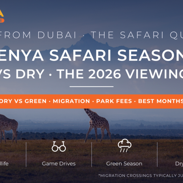 Three reticulated giraffes on golden savannah with Mount Kenya rising behind morning mist - Kenya safari seasons 2026 rainy vs dry season game viewing guide from Dubai by Mayra Tours