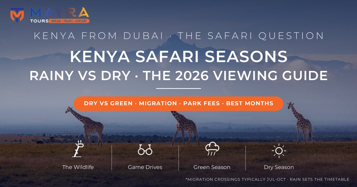 Three reticulated giraffes on golden savannah with Mount Kenya rising behind morning mist - Kenya safari seasons 2026 rainy vs dry season game viewing guide from Dubai by Mayra Tours