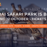 Visitor hand-feeding a carrot to a giraffe at Dubai Safari Park's Al Wadi village - Dubai Safari Park Season 8 opening date 12 October 2026, tickets and tips by Mayra Tours