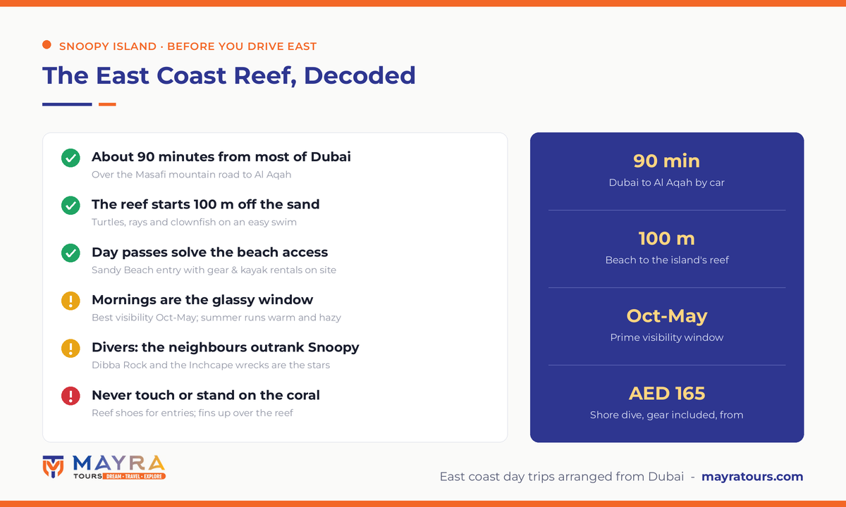 Snoopy Island Fujairah infographic 2026 - 90 minute drive from Dubai, reef 100 metres offshore, day pass access, October to May visibility window and shore dive prices by Mayra Tours
