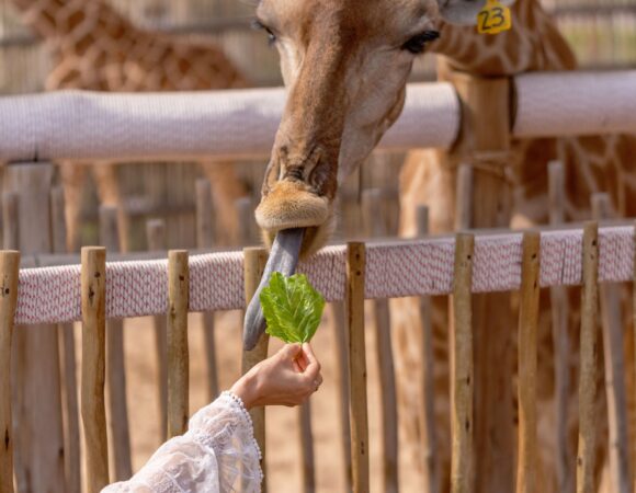 Emirates Park Zoo